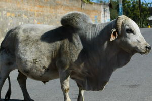 街頭發現一隻肚子巨大的公牛，動手術切開肚子後發現裡面裝滿了足足「20公斤」的東西