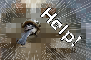 被吃掉啦！！！日本山雀慘遭巨蛙吞食，然而真相卻讓大家忍不住哈哈大笑