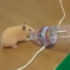 拿到保特瓶後,鼠寶下一秒開始「電音狂舞」...網友笑噴:「這影片有魔性,我停不下來啦!」