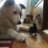 一見鍾情的真愛!牧羊犬與小鴨無法克制地深情對望,原來早已愛上對方啦(๑´ㅂ`๑)