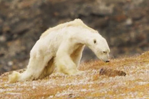 攝影師親眼看見「北極熊餓死」前ㄧ刻！ 牠努力想活下來的畫面...網友看了全淚崩!! (附影片)