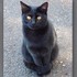 「看到黑貓是幸運的象徵！」世界各地有關動物的吉兆...遇到就會有好事發生！！
