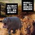 動物專家詳細解釋,被哪種動物攻擊會死最慘?網友都說:「豺狼!」