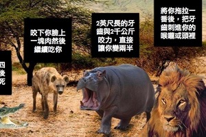 動物專家詳細解釋，被哪種動物攻擊會死最慘？網友都說：「豺狼！」