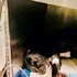 比特犬為主人擋下兩顆子彈,命懸一刻仍在擔心:主人,你沒事吧?