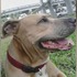 R.I.P.(◞‸◟)超忠誠服務犬犧牲自己和長達400公分超巨大鱷魚展開激戰,只為了保護最愛的主人...