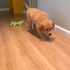 抓到了!黃金獵犬來勢洶洶成作戰姿勢,抓到獵物的畫面卻萌煞眾人的心!