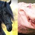 一隻可以抵豪宅、郵輪,全世界7個「身價最貴」的動物!