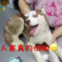 小二哈生平第一次打針抽血...針還沒拿出來就「叫到破音」!最後「生無可戀」臉真的讓人笑到噴淚!