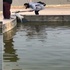流浪狗不小心掉池塘,女子拿棍奮力救援,暖心行為讓網友大讚!