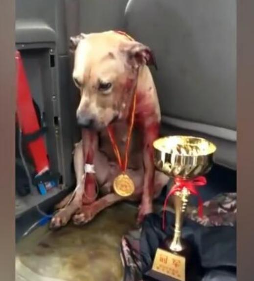 为了赢得比赛奖金和面子而不惜牺牲爱犬,可怜「狗王