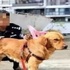 金金被狗販子抓走,沒想到一周後,牠竟帶着狗販子出現在警局門口!