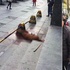 這個狗年不快樂!民警當街棒殺黃金獵犬,整個過程持續四個小時!