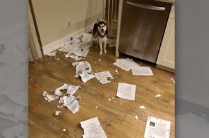 「老師說牠的狗把全班的考卷吃掉了」這一系列沒圖沒真相的照片...每張都讓人笑瘋XD