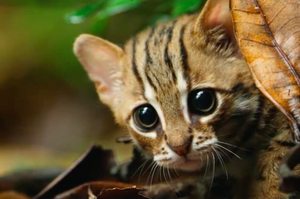 全世界「最小的豹貓」！體重只有一公斤還會「吃昆蟲」...重點是顏值太高啦！！