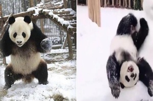 「國寶」熊貓平時就是個「活寶」，第一次見到雪後的反應，高興的像是「傻寶」一樣啊！