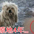狗狗和主人走散...死守原地足足4年!最後牠「圓夢」畫面...讓網友哭成淚人兒!!(附影片)