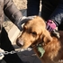 社區禁養大型犬,主人無奈賣掉狗狗的瞬間狗狗竟然落淚了!但網友卻說「其實根本不愛」?