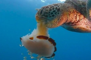 意外捕捉海龜捕食水母，樣子根本像是在吃「義大利麵」！
