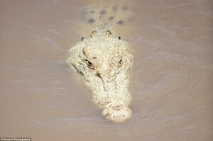 也許是唯一一隻！「珍珠」白鱷魚出沒在澳洲，也許是殺人鱷的後代：絕大多數在野外都很短命