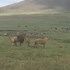 看見獅子踏進領地,獵犬衝上前主動逼退...「萬獸之王」一秒被嚇成小貓咪!