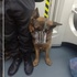地鐵上德牧巡邏犬實在是好帥氣!但是本來就辛苦還要擔心嚇到乘客,戴不合身的嘴套工作,好心疼!
