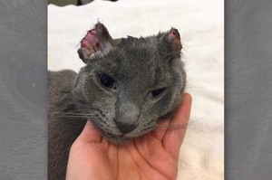 8個月小貓被殘忍割耳朵虐待，卻還是打從心裡信任著人類...手術前後的轉變讓人感動！