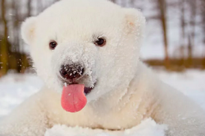第一次看見雪，小北極熊下一秒開始「低頭狂吃」，超可愛的北極熊照片，你能忍到第幾張才融化！？