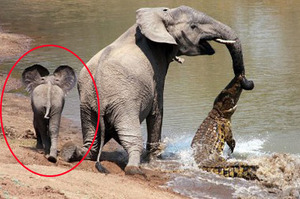 大象媽媽被鱷魚咬住鼻子，情急的小象竟用超可愛的「重量級絕招」擊退鱷魚！！