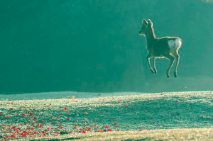 意外捕捉到小鹿開心到飛上天的照片，拉近一看真的太可愛！網友的修圖也太爆笑啦！