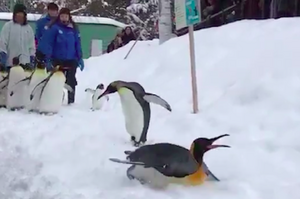 本鵝是用滑的，企鵝表演「冰上滑行技巧」，結束後「感謝觀眾」的方式...是在參加奧運嗎！？