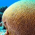 恐龍靠邊站,六個現在還存在於世界上的白金級「太古動物」,會動的化石!