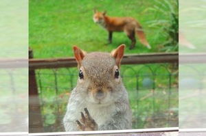 「讓偶進去一下就好了～拜託」松鼠被狐狸盯上，貼著玻璃萌萌噠求救ＸＤ