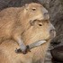 「別亂動!刀子可是不長眼的喔!」動物惡搞P圖又來啦...這次你能忍到第幾張才笑?