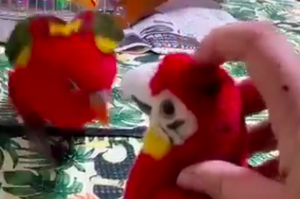故意摸「鸚鵡娃娃」，下一秒真正的鸚鵡衝下來惹...牠的反應讓網友笑噴：「抓小三阿！！」