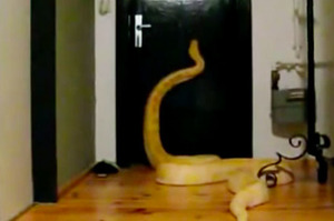 發現養的「大蟒蛇」怎麼常跑不見！結果攝影機拍到...鄰居會嚇壞啦！！XDD（附影片）