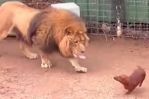 「臘腸狗」突然衝進猛獸區，「獅子」靠近時旁觀者全部又驚又喜