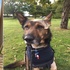 被連捅2刀的警犬奇蹟恢復後,英國為牠擬訂了以牠為名的新法律