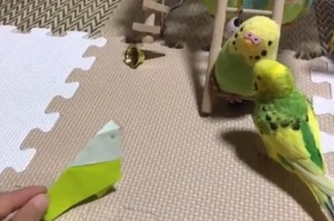摺了一隻紙鳥給家裡的鸚鵡作伴，結果牠「八嘎囧」的反應...讓所有人都笑啦XD