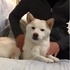 看到這隻眉清目秀的柴犬,麻麻一按摩瞬間畫風驟變!如今才知道什麼叫虛胖!(影片)