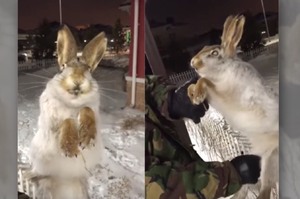霸王寒流襲擊，野兔跳躍籬笆瞬間被凍成冰雕...網友驚呼：「艾莎生氣了！」