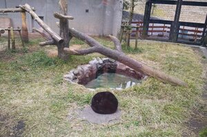 動物園區裡甚麼都沒有，只有一顆大黑球...鏡頭拉近一看遊客都笑啦！！！