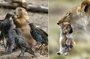 動物世界中也罕見的場景：可能一生只能拍到一次的瞬間！