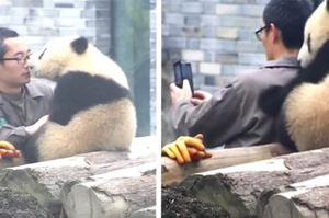 小熊貓不停偷親奶爸，當奶爸拿出手機要自拍時...小熊貓的舉動真的讓人完全融化！