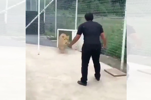準備離開籠子時，豬隊友竟放了一隻獅子正面迎擊...最後竟是如此下場！！（影片）