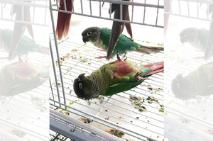 鸚鵡倒在籠內過世，伸手想要進去帶他出來安息...結果劇情完全大逆轉ＸＤ（影片）