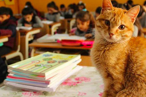 橘貓闖進教室後再也沒離開，接下來牠對學生的影響...讓牠紅遍全世界！！