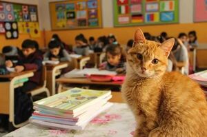 誤入課堂的橘貓從此賴着不走，被勒令「退學」後竟茶飯不思！最後教育界大佬出面叫牠回來上課！