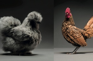拍攝了幾百隻號稱「超模等級」的漂亮雞，每一隻看得都讓我覺得這世界真是看臉啊～