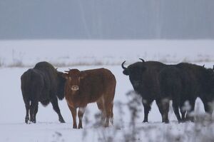 波蘭農場「逃家母牛」爆紅！跑到野外和野牛群生活三個月跌破專家眼鏡：「恐帶來兩大問題」